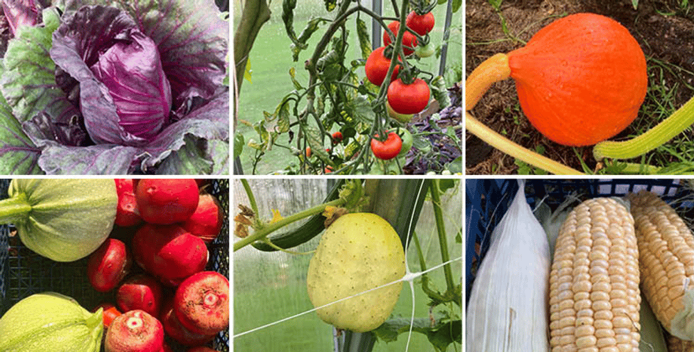 Ett collage av bilder på grönsaker och frukt.