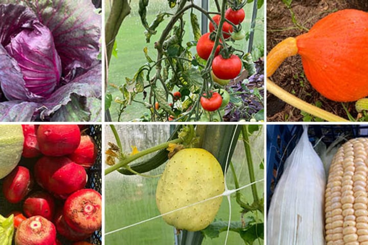 Ett collage av bilder på grönsaker och frukt.