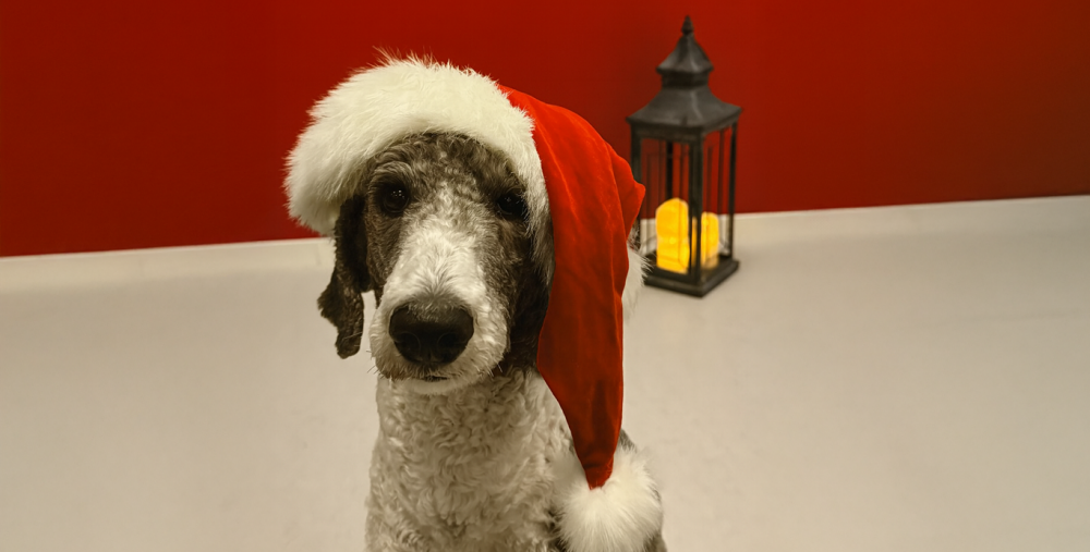 Hund med tomteluva på huvudet. En lykta med tänt ljus i bakgrunden. 