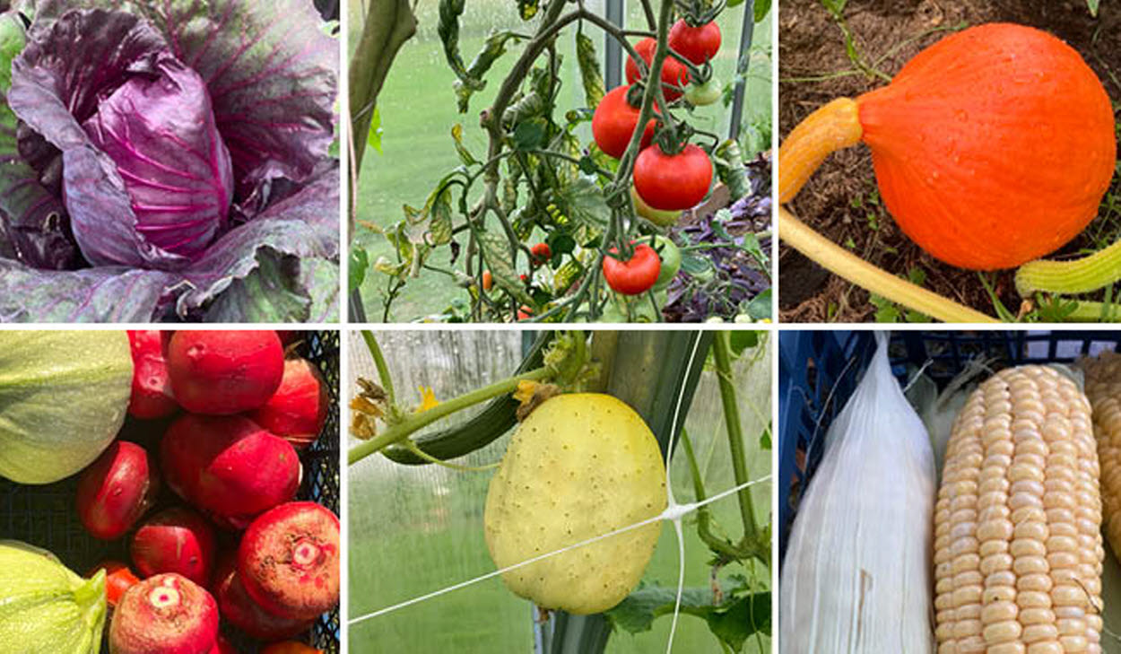 Kollage av 6 bilder med olika grönsaker att odla i växthus