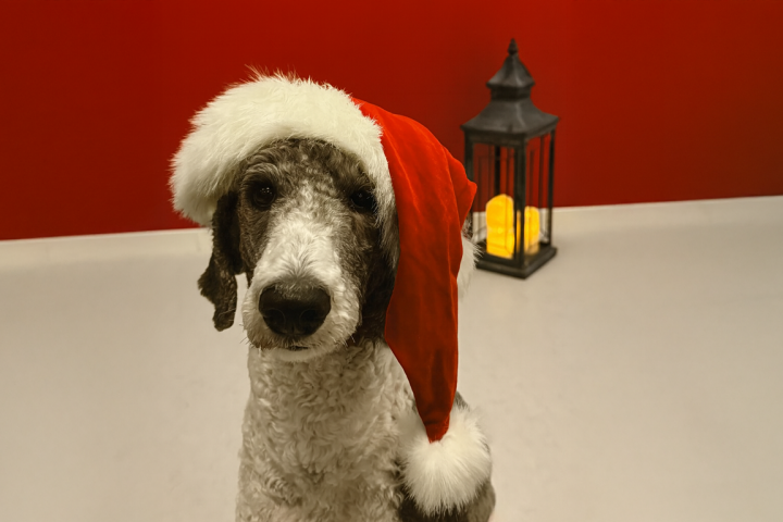 Hund med tomteluva på huvudet. En lykta med tänt ljus i bakgrunden. 